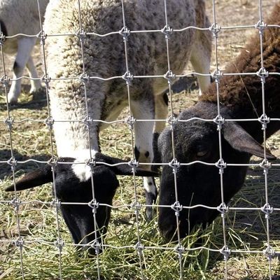 1高さ0.8m 羊飼いのワイヤーメッシュフェンス 熱浸し 抗腐食